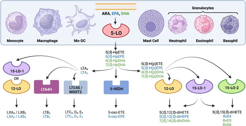 Leukotriene synthesis pathway and cellular sources