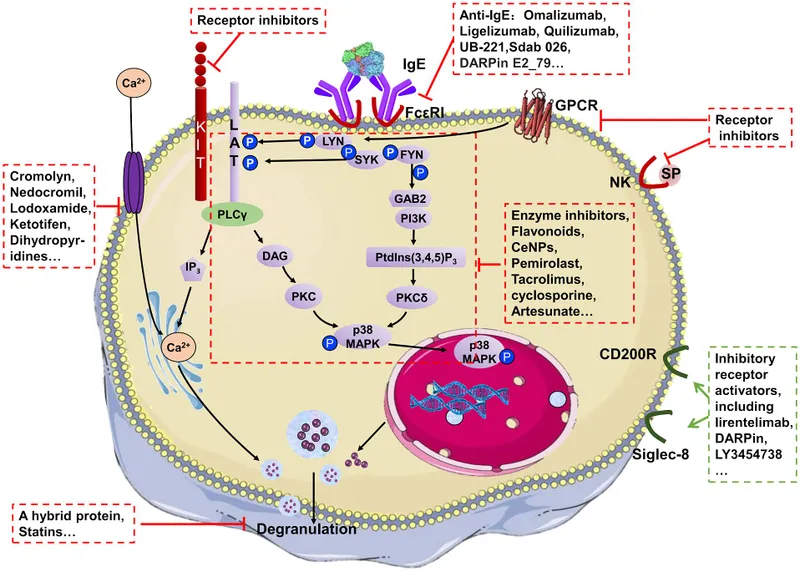 Mast Cell Degranulation Mechanism and Inhibitors