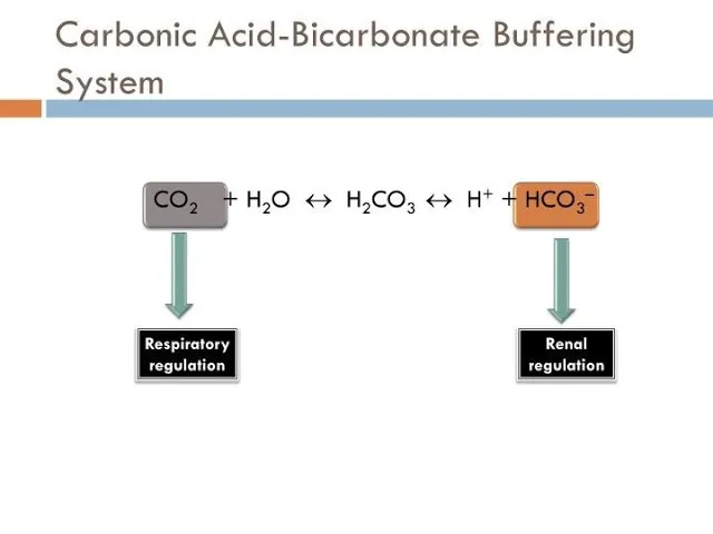 Bicarbonate Buffer System: Respiratory and Renal Regulation