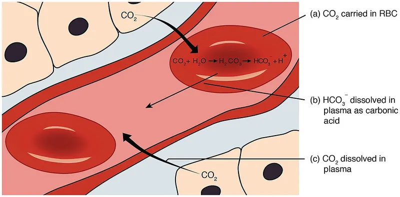 Bicarbonate Buffer System in Blood Plasma