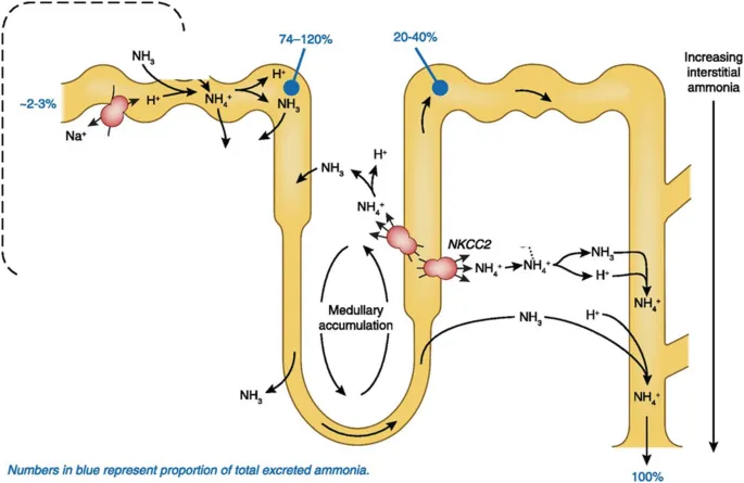 Renal Ammonia Production and Excretion