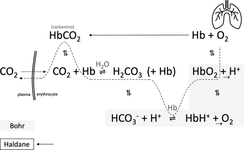 Hemoglobin buffer system and gas exchange