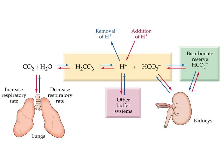 Bicarbonate Buffer System with Lungs and Kidneys