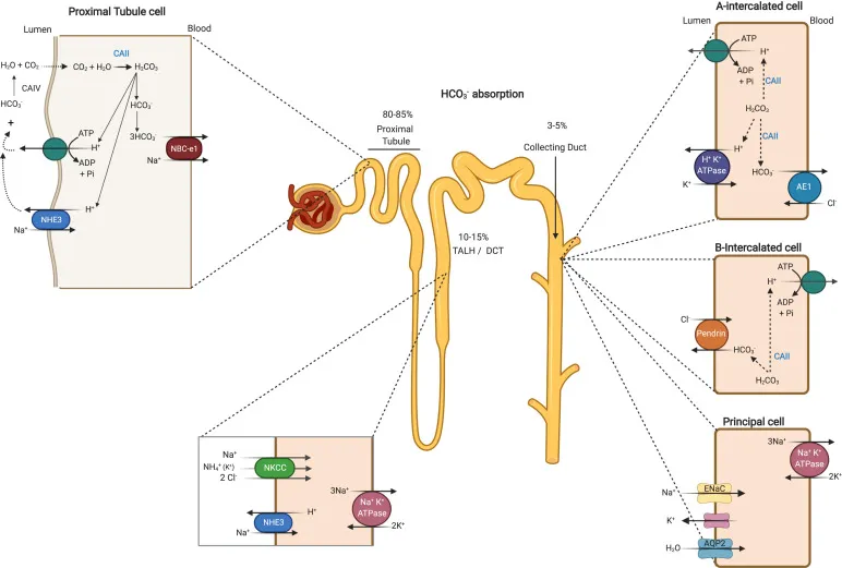 Renal tubule bicarbonate reabsorption mechanisms