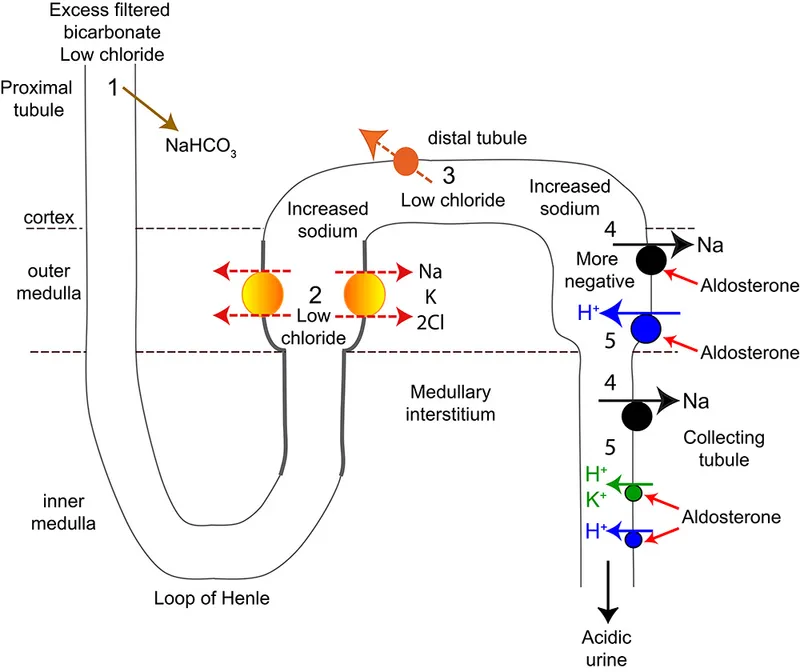 Renal tubule ion exchange in metabolic alkalosis