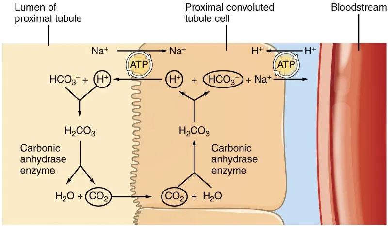 Renal Bicarbonate Reabsorption in Proximal Tubule