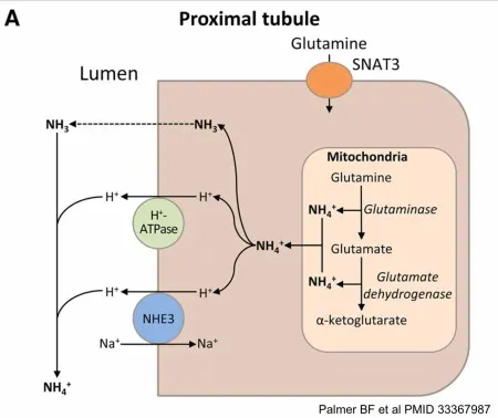 Proximal tubule ammoniagenesis and H+ secretion