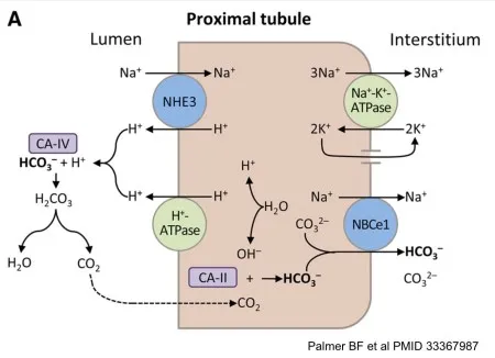 Bicarbonate Reabsorption in Renal Proximal Tubule