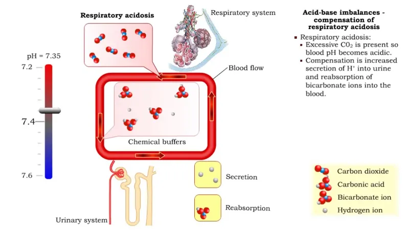 Renal Compensation for Respiratory Acidosis