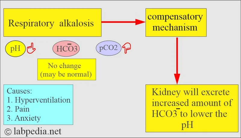 Respiratory Alkalosis: Causes, Effects, and Compensation
