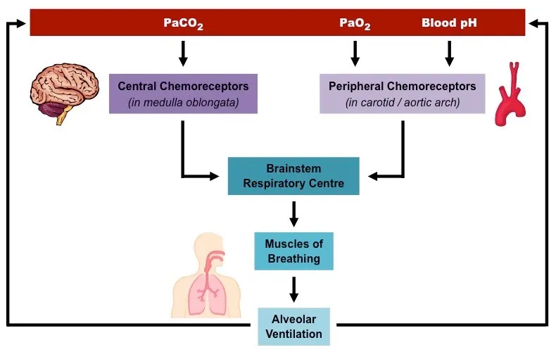 Respiratory regulation of acid-base balance
