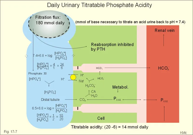 Renal Phosphate Buffer System and Titratable Acid Excretion