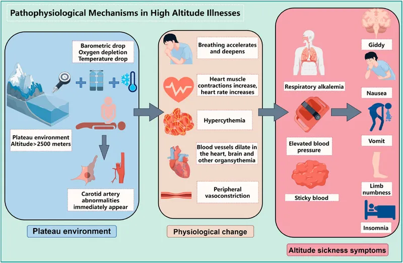 Pathophysiological Mechanisms in High Altitude Illnesses