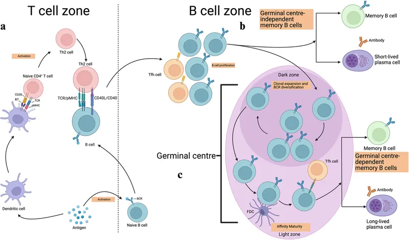 B-cell activation, differentiation, and antibody production