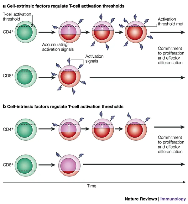 T-cell activation thresholds: extrinsic vs intrinsic