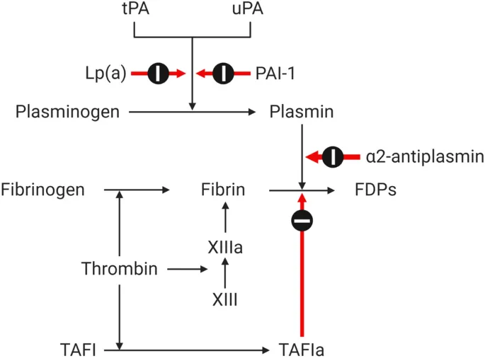 Fibrinolysis pathway with key regulators
