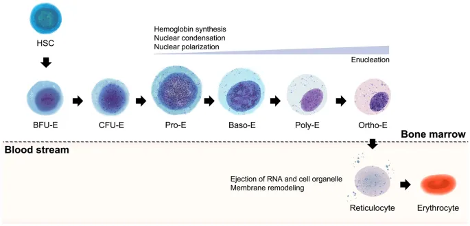 Erythropoiesis stages from HSC to erythrocyte