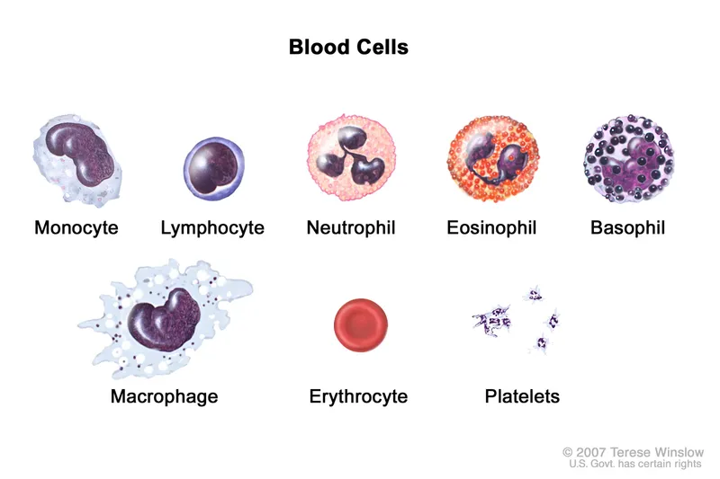 Types of Blood Cells