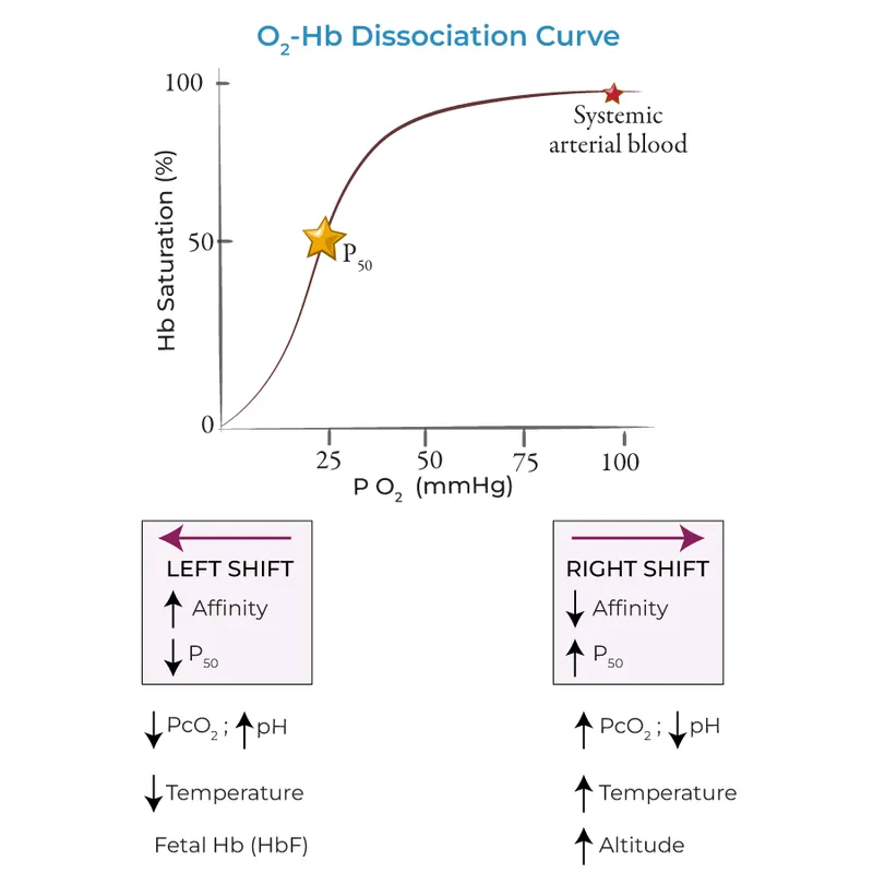 O2-Hb Dissociation Curve and Shifts