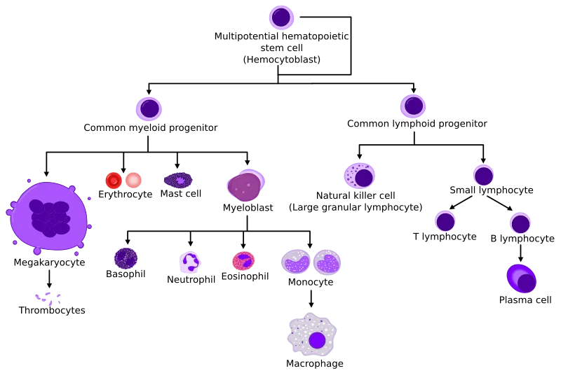 Hematopoietic Stem Cell Differentiation