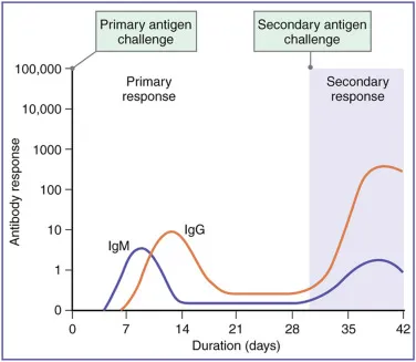 Primary vs Secondary Immune Response Kinetics