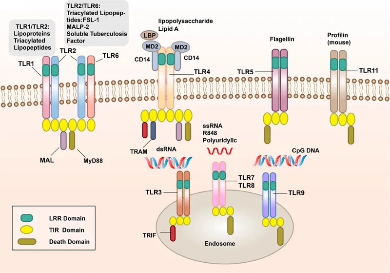 TLR signaling and PAMP recognition