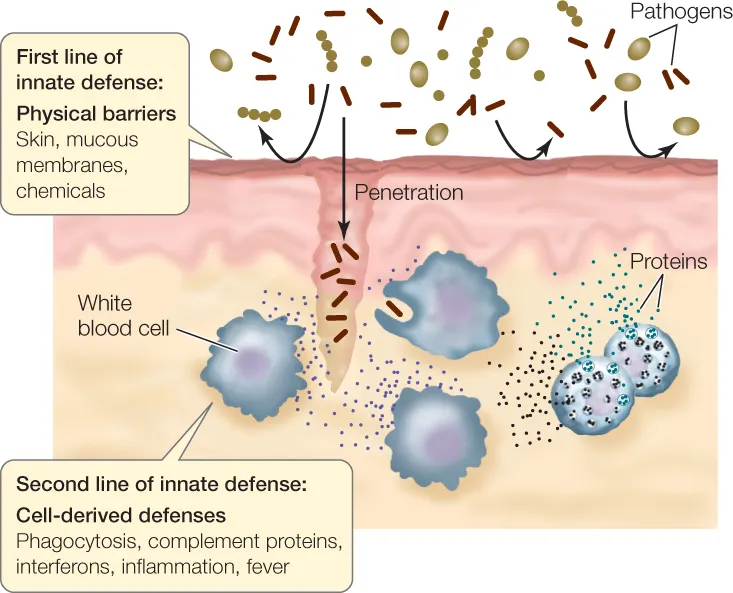 Innate Immunity: First and Second Lines of Defense