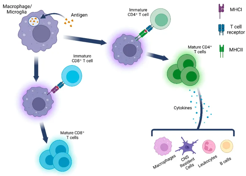 T cell activation by antigen-presenting cells