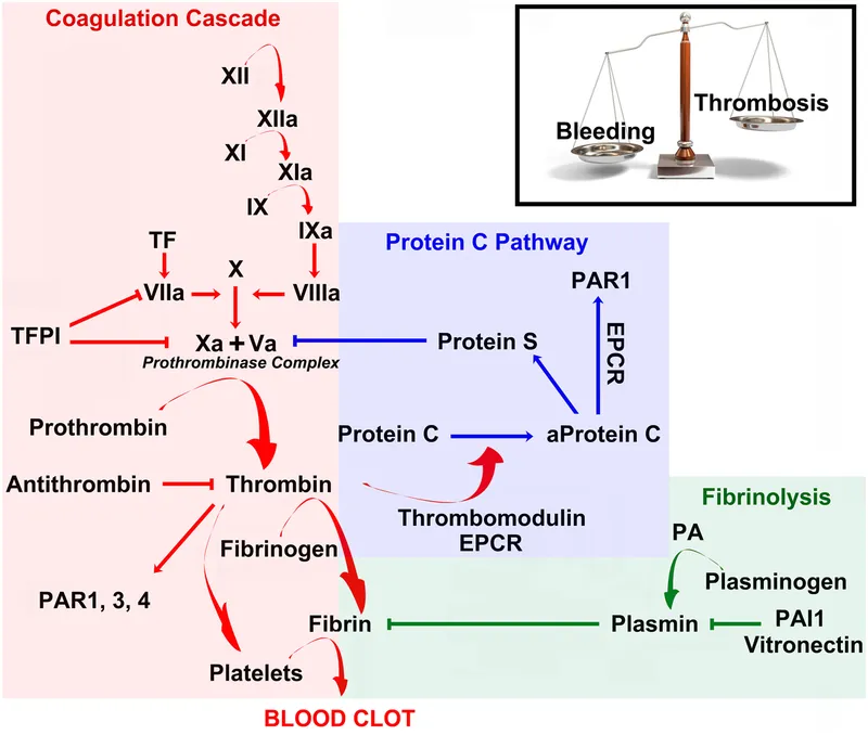 Coagulation, Protein C, and Fibrinolysis Pathways