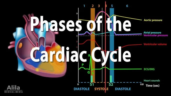Wiggers Diagram: Cardiac Cycle