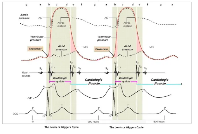 Wiggers Diagram: Cardiac Cycle at Normal vs. Fast Heart Rate