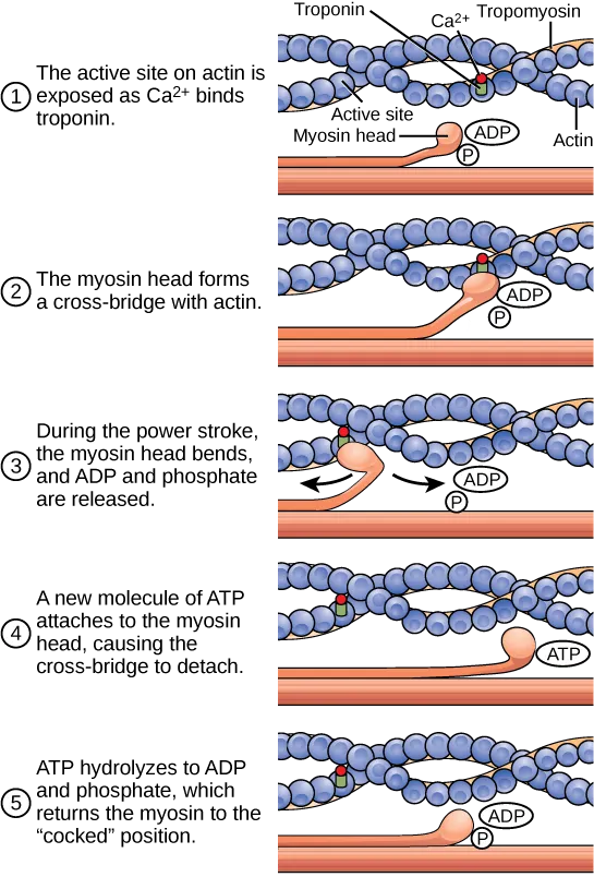 Actin-myosin cross-bridge cycle