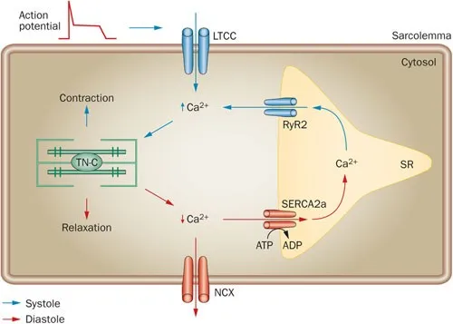 Cardiac excitation-contraction coupling & relaxation