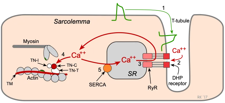 Cardiac myocyte excitation-contraction coupling
