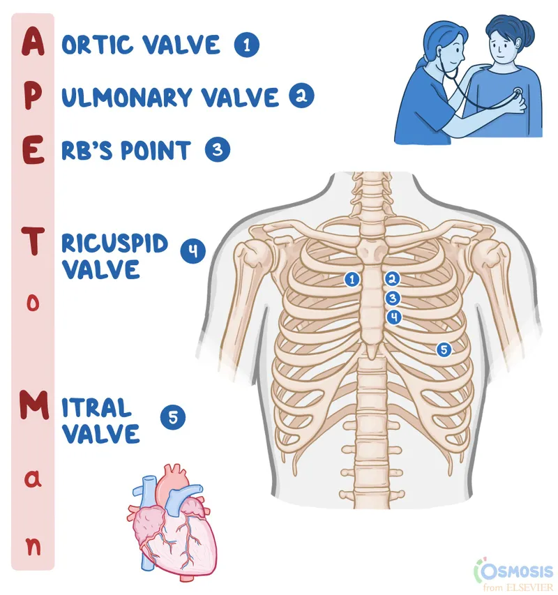 Cardiac Auscultation Points (APETM)