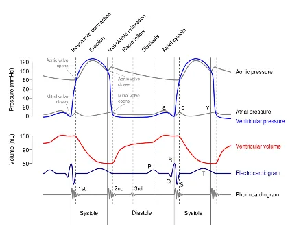Wiggers Diagram: Cardiac Cycle, ECG, and Heart Sounds