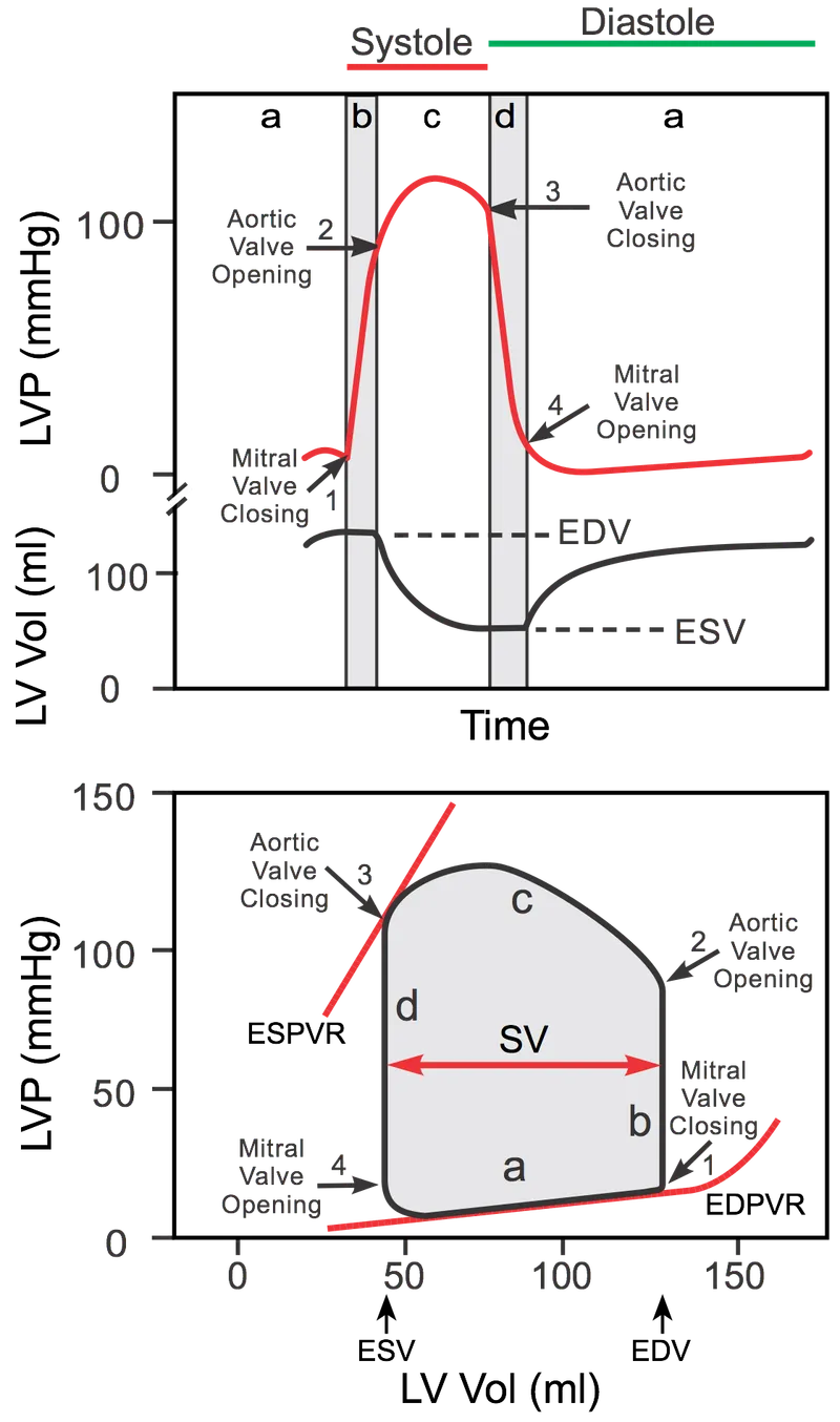 Cardiac pressure-volume loop with phases and valve events