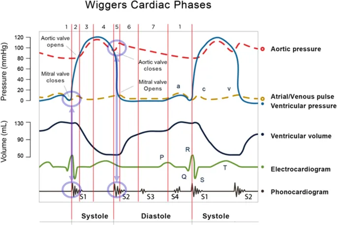 Wiggers Diagram: Isovolumetric Contraction & Relaxation