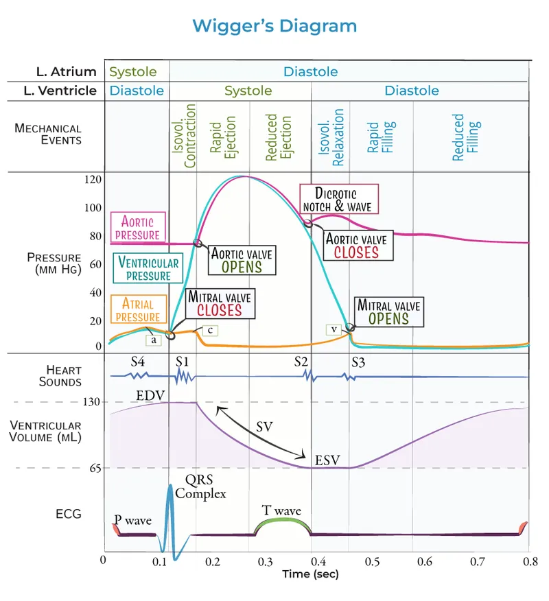 Wigger's Diagram of Cardiac Cycle Events