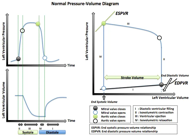 Normal Pressure-Volume Diagram of the Left Ventricle