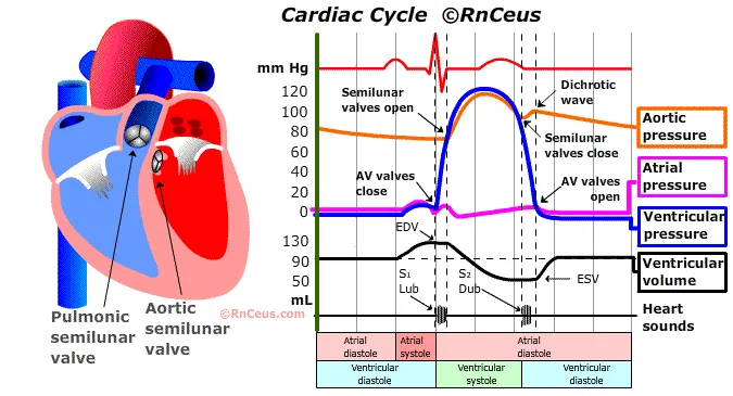 Cardiac Cycle: Pressure, Volume, and Valve Events