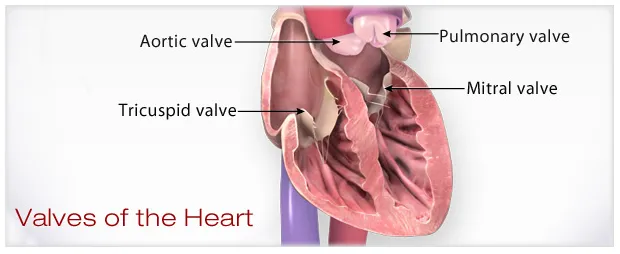 Anatomy of the four cardiac valves