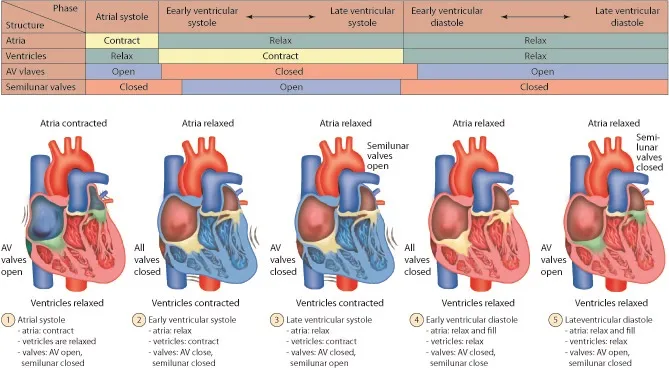 Cardiac Cycle: Valve Function and Heart Phases