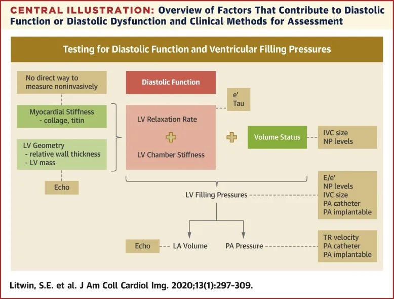 Factors in Diastolic Function and Ventricular Filling