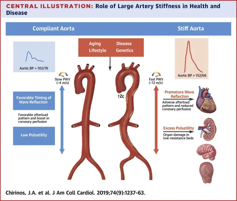 Compliant vs. Stiff Aorta Hemodynamics and Effects