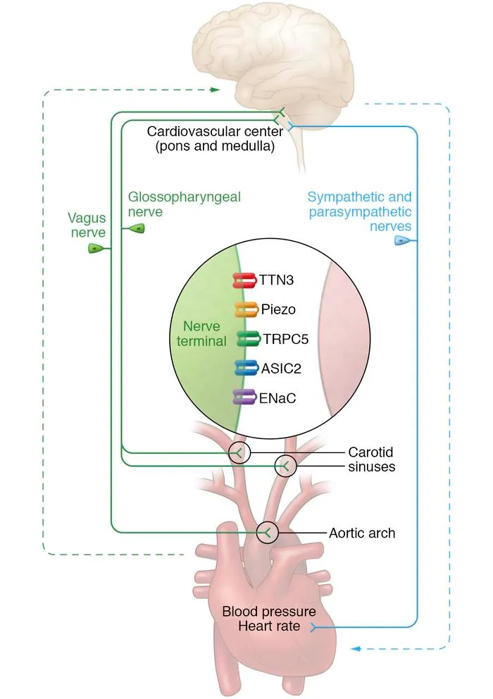 Baroreceptor Reflex Pathway