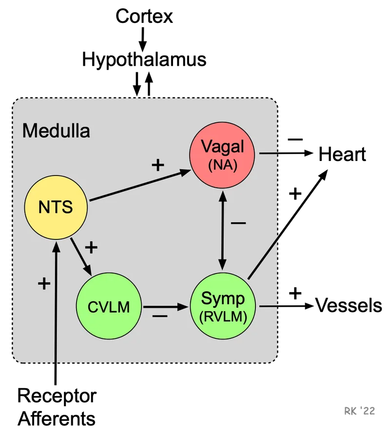 Autonomic control of heart rate in the medulla