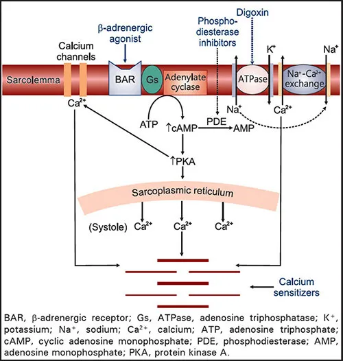 Cardiomyocyte: Inotrope sites of action & calcium handling