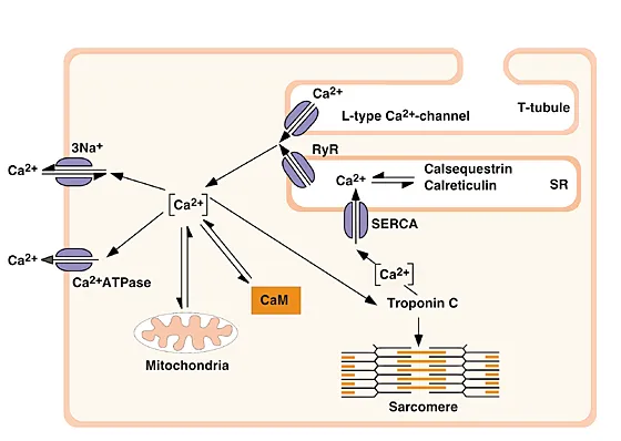 Calcium handling in a cardiomyocyte