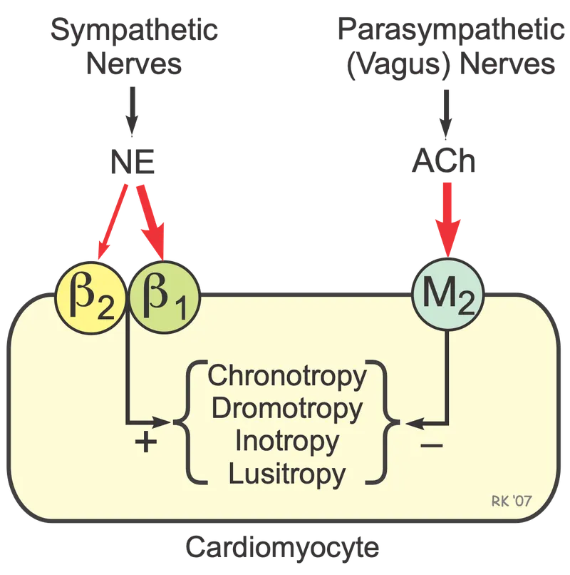Autonomic control of cardiac contractility via receptors